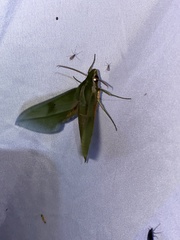 Xylophanes rothschildi
