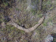 Thomomys talpoides