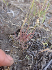 Orthocarpus barbatus