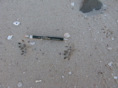 Hydromys chrysogaster