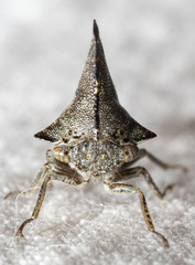 Glossonotus acuminatus