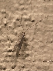 Eremochrysa punctinervis