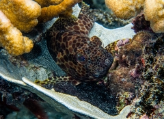 Epinephelus spilotoceps