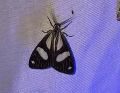 Pikroprion sullivani