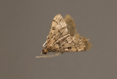 Dolicharthria bruguieralis