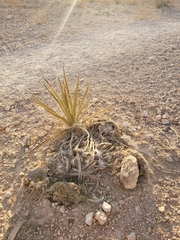 Yucca schidigera