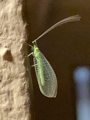 Chrysopa nigricornis