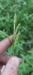 Carex davisii