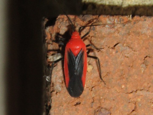 Prepops fraternus