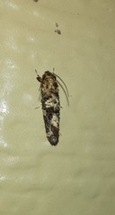Acrolophus cressoni