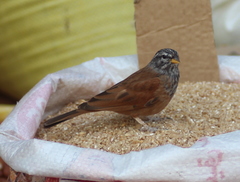 Emberiza sahari