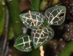 Anoectochilus roxburghii