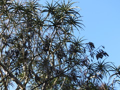 Aloidendron barberae