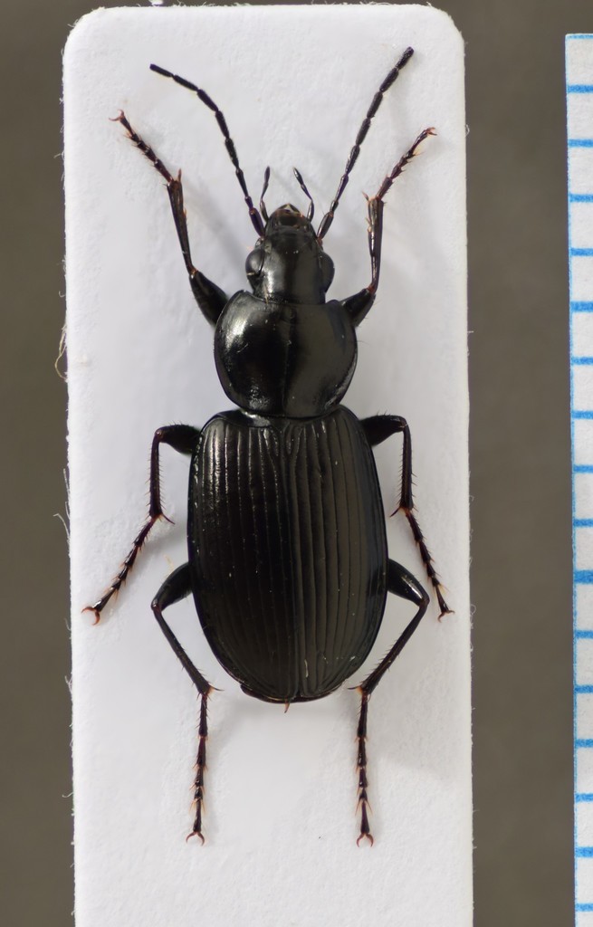 Agonum lugens