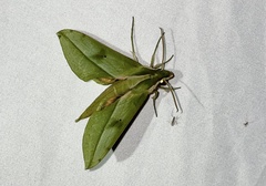 Xylophanes rothschildi
