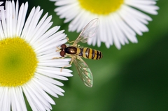 Sphaerophoria menthastri