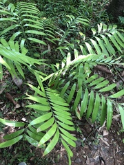 Zamia stevensonii