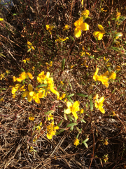 Helianthus porteri