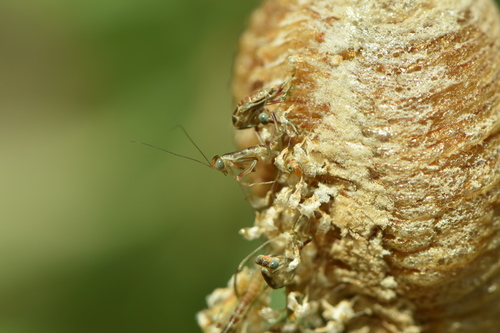 Bulbine inamarxiae G.Will. & A.P.Dold