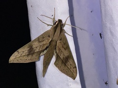 Xylophanes anubus