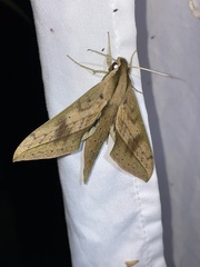 Xylophanes anubus