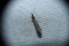 Empicoris orthoneuron