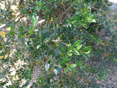 Buxus sempervirens