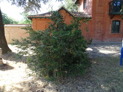 Buxus sempervirens