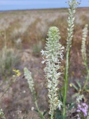 Thelypodium milleflorum
