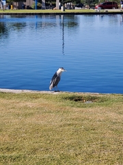 Nycticorax nycticorax
