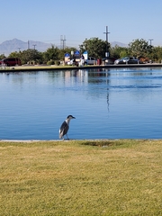 Nycticorax nycticorax