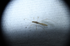 Metacanthus multispinus