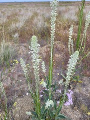 Thelypodium milleflorum
