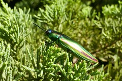 Chrysochroa fulgidissima