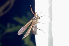 Pseudosphex ichneumonea