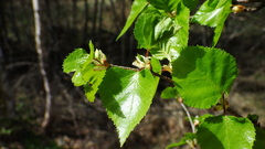 Betula neoalaskana
