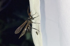 Pseudosphex ichneumonea