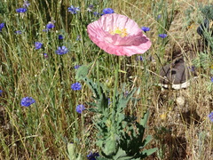 Papaver somniferum