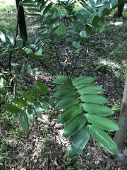 Zamia nesophila