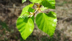 Betula neoalaskana