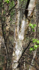 Betula neoalaskana