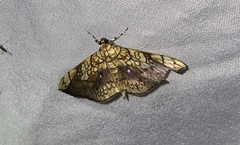 Pantographa