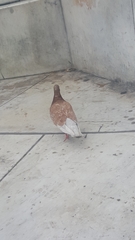 Columba livia domestica