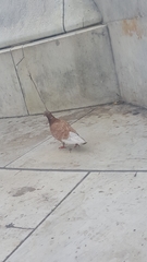 Columba livia domestica