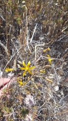 Bloomeria crocea aurea