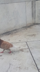 Columba livia domestica