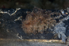 Polybranchia pallens