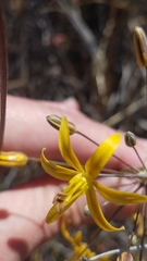 Bloomeria crocea aurea