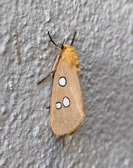 Rhanidophora cinctigutta