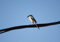 Lanius excubitor